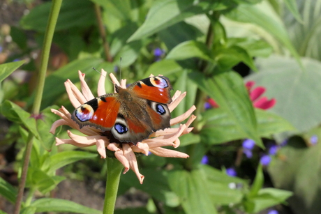 Vlinder op Zinnia bloem.