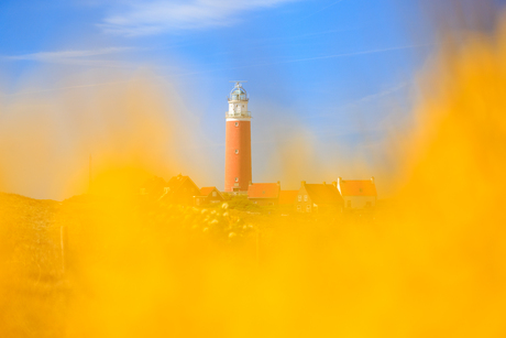 De rode vuurtoren van Texel in de gele brem en blauwe lucht, een mooie primaire kleurencombinatie