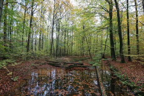 Herfst in het Waterloopbos