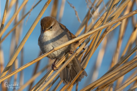 cetti's zanger