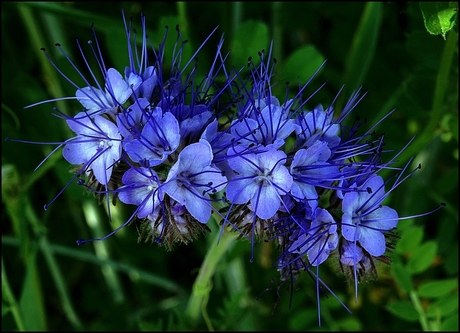 Phacelia