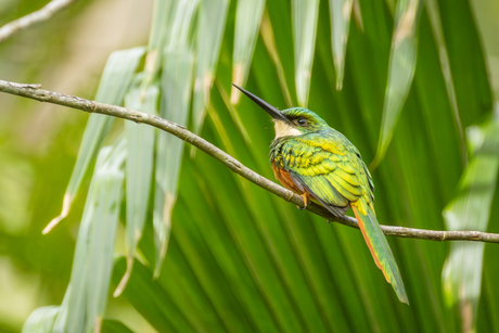 Roodstaartglansvogel