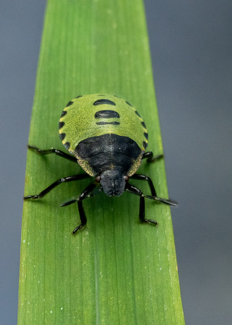 Groen schildwants