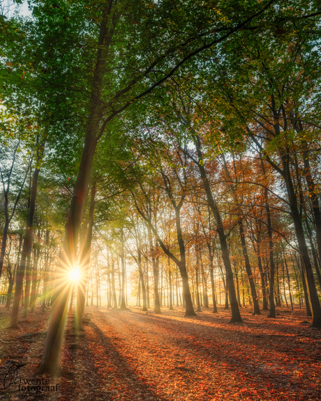 Laatste licht in het bos