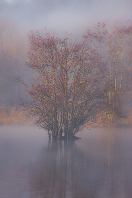 Zon en mist