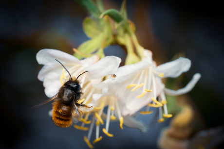 Gehoornde metselbij / Osmia cornuta.