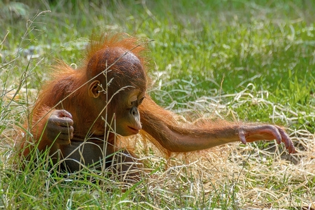 Baby Orang Utan