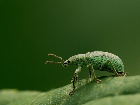 Groene snuittor