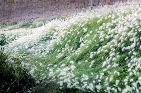 A Wave of grass