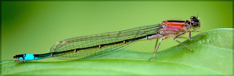 Libelle