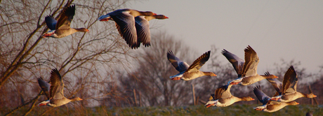 De grauwe gans