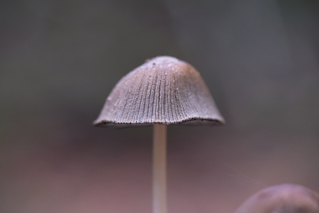 Paddenstoelen