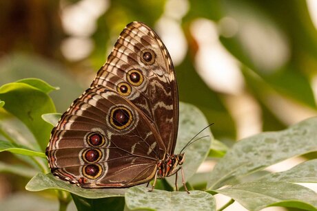 Morpho peleides