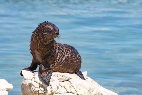 Jonge zeehond poseert