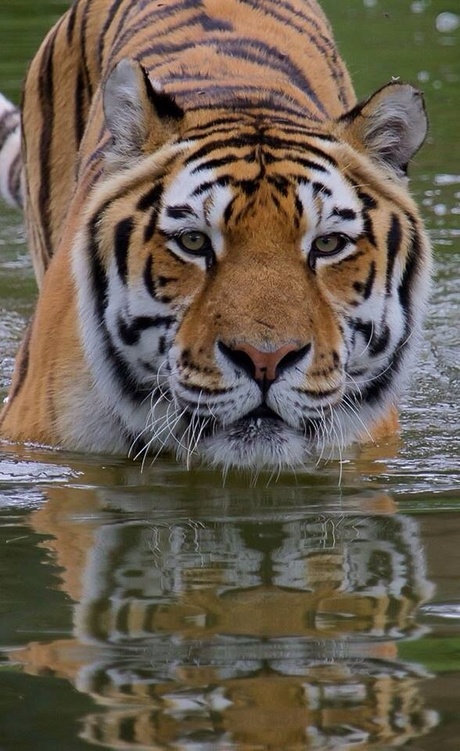 Tiger taking a bath