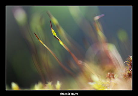 Moss in macro