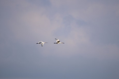 Lepelaars in de lucht