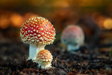 Paddenstoelen Vliegenzwammen