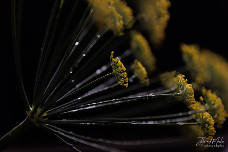 Detail opname van een venkel bloem