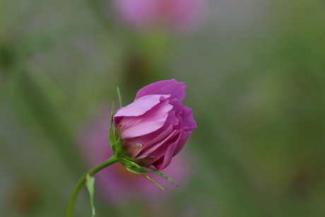 Cosmea