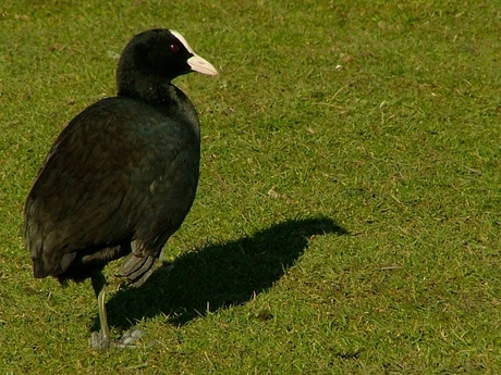 Meerkoet en schaduwkraai ?