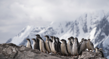 Gentoo penguin chicks in Antarctica 