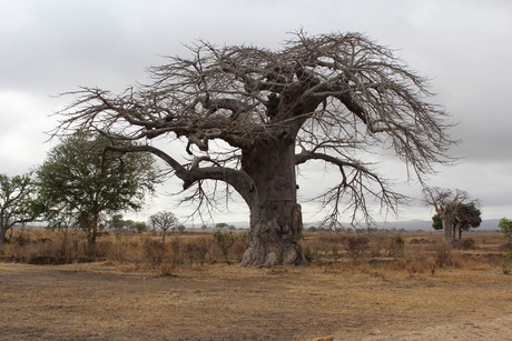 Elephant tree