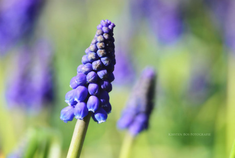 Blauw druifje