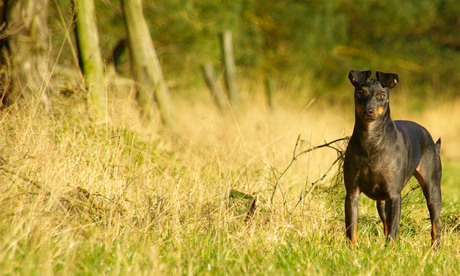 Manchester Terrier