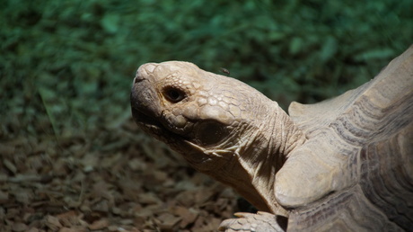 mee lifter op de sporenschildpad