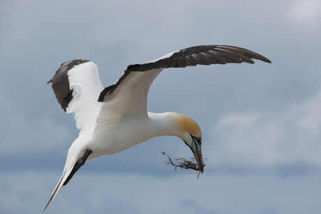 Australische Jan van Gent