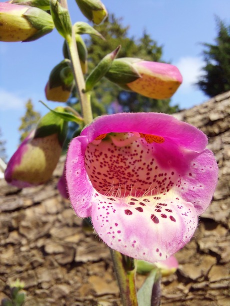 Digitalis