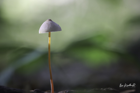 Welkom in de magische wereld van de paddenstoel - 2