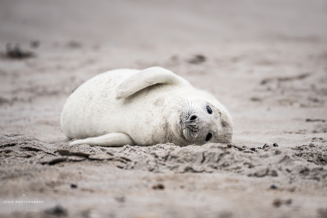 Zeehonden spotten in Helgoland