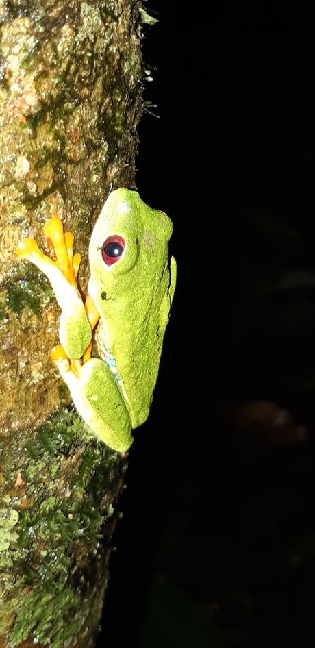 Redeye frog Panama