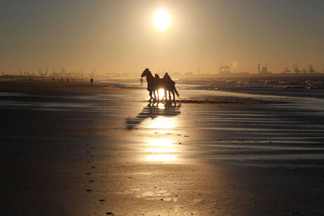 Horse on the beach