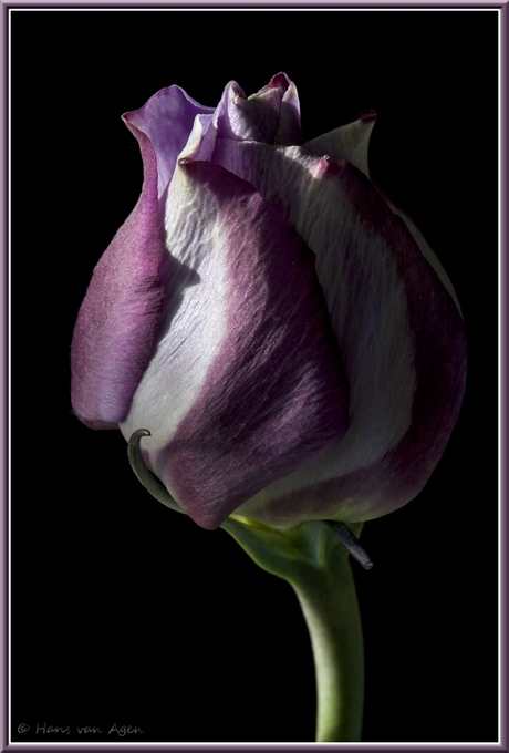 Knop Lisianthus