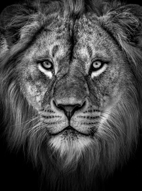 Leeuwenblik Zwart-wit