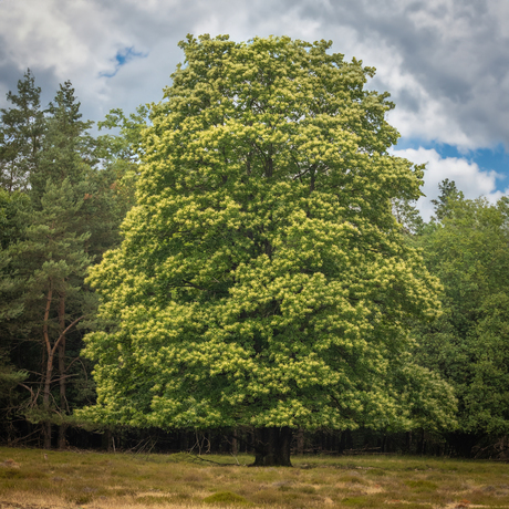 Oude boom op de Veluwe