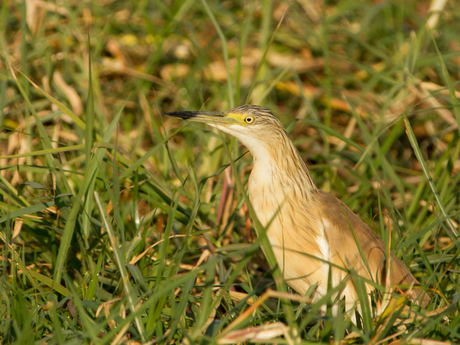 Squacco Heron Botswana