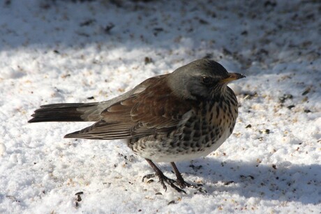 kramsvogel