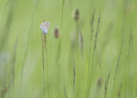 blauwtje in het groen