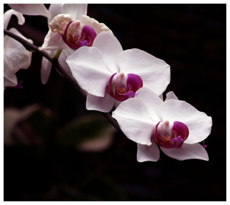 Orchidee