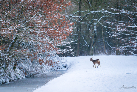 Ree in de sneeuw