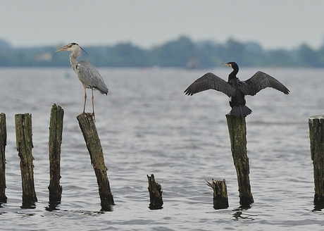 blauwe reiger vs aalscholver