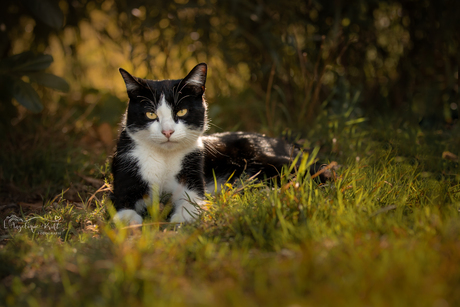 Guus de tuxedo kater