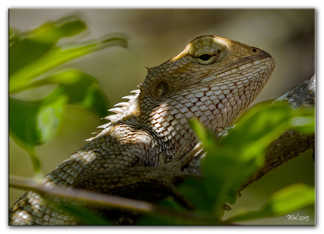 Mauritius Fauna