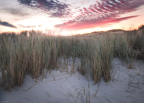 Duinen van Terschelling