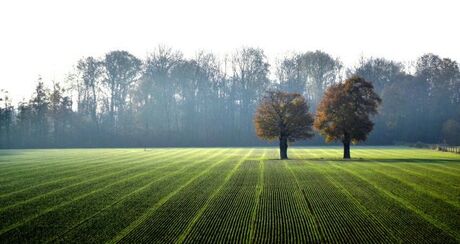 Mooie limburg