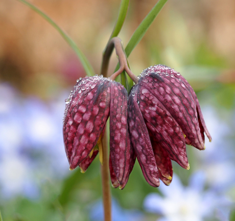 Bosanemoon met regendruppels 